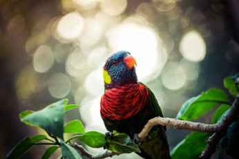 Картинка животные попугаи окрас попугай листья ветка
