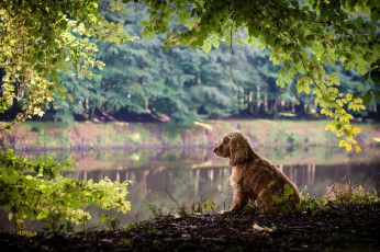 Картинка животные собаки зелень листья ветки природа собака