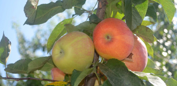 Картинка природа плоды яблоки листья
