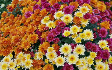 Картинка цветы хризантемы бутоны