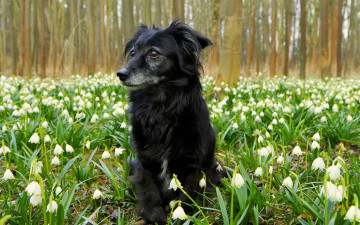 Картинка животные собаки цветы природа