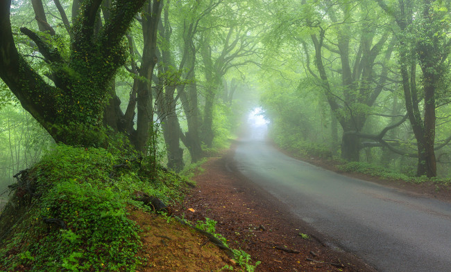 Обои картинки фото природа, дороги, лес, весна, дорога, туман, дымка