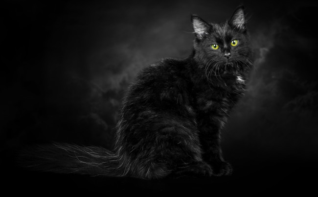 Обои картинки фото животные, коты, черный
