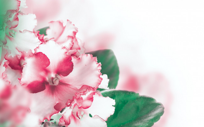 Обои картинки фото цветы, фиалки, листики, бело-розовая, фиалка