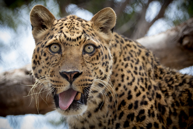 Обои картинки фото животные, леопарды, забавный, язык, взгляд, леопард