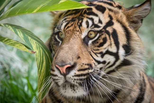 Обои картинки фото животные, тигры, листья, тигр, взгляд, полосы, окрас