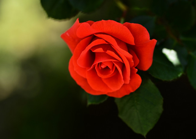 Обои картинки фото цветы, розы, ярко-красная, бутон, цветок, роза