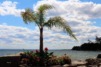 Картинка природа побережье море пальма цветы камни