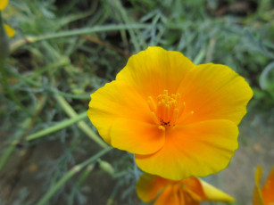 Картинка цветы эшшольция+ калифорнийский+мак цвет макро