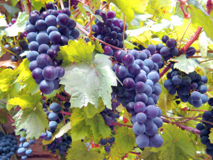обоя природа, Ягоды,  виноград, the, vineyard, leaves, grapes, виноград, виноградник, листва, грозди