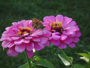 Картинка животные бабочки +мотыльки +моли август бабочка цветы