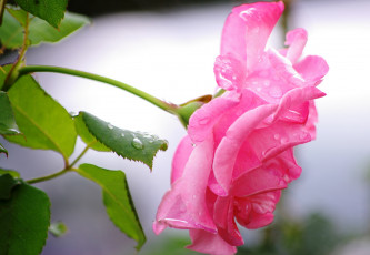 Картинка цветы розы капли дождь нежность