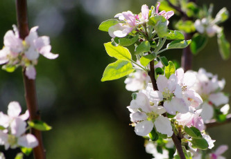 Картинка цветы сакура +вишня яблони весна