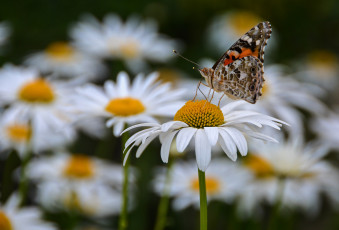 Картинка животные бабочки +мотыльки +моли лето наша дача ромашки бабочка насекомые цветы макро