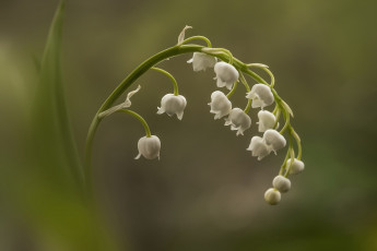 Картинка цветы ландыши ландыш майский макро цветок