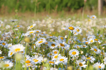 Картинка цветы ромашки рязань рязанщина поле россия природа лето красота ромашковое