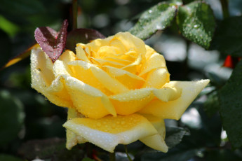 Картинка цветы розы дача роза цветение природа лето красота