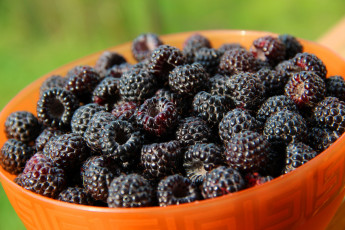 Картинка еда малина красота дача вкусно витамины ягоды чёрная природа лето