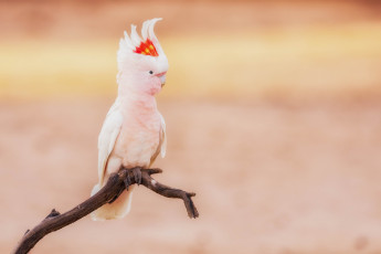 Картинка животные попугаи окрас попугай крылья клюв перья