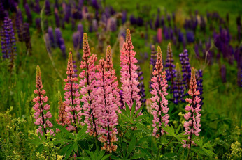 Картинка цветы люпин цветки поле природа фиолетовый цветение
