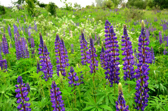 Картинка цветы люпин фиолетовый цветение цветки природа поле