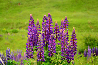 Картинка цветы люпин природа поле фиолетовый цветки цветение