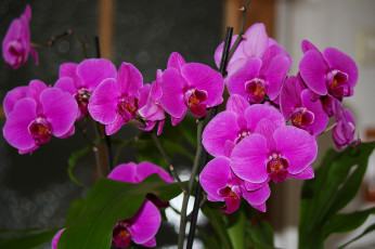 Картинка цветы орхидеи flowers цветение flowering orchids
