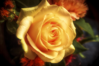 Картинка цветы розы цветок