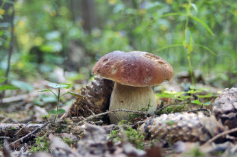 Картинка природа грибы лето боровик