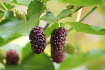 Картинка природа Ягоды июнь лето ягода шелковица тютина плоды сад