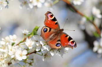 Картинка животные бабочки +мотыльки +моли сад цветение бабочка красота природа красиво весна