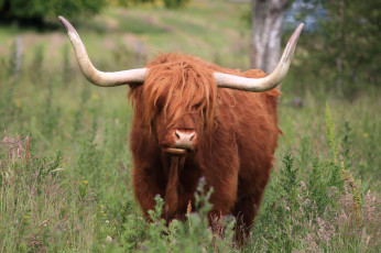 Картинка животные коровы +буйволы опасный рога большой бык природа