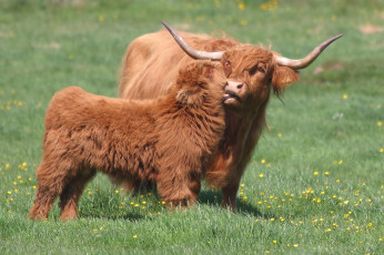 Картинка животные коровы +буйволы трава луг природа малыш мама быки
