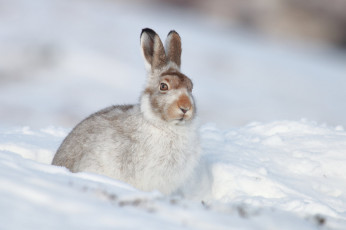 Картинка животные кролики +зайцы белый заяц природа зима снег