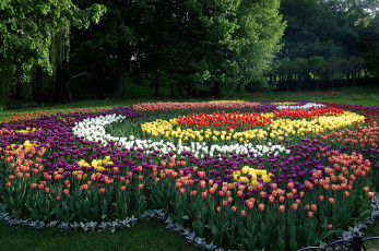 Картинка цветы разные+вместе выставка тюльпаны красота