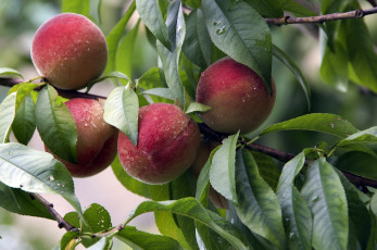 Картинка природа плоды лето дача персики