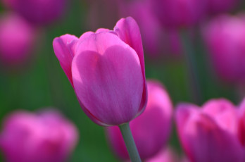 Картинка цветы тюльпаны природа одуванчики весна