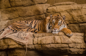 Картинка животные тигры дикая кошка тигр взгляд