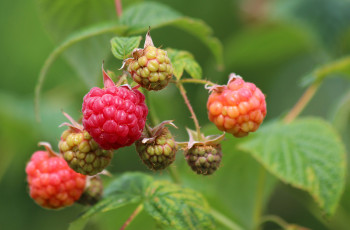 Картинка природа Ягоды ягоды малина лето красота дача вкусно витамины