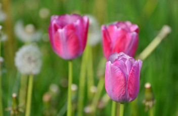 Картинка цветы тюльпаны природа одуванчики весна