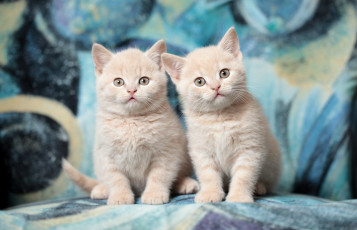 Картинка животные коты котята порода дуэт британцы