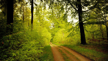 Картинка природа дороги лес дорога