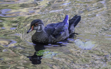 Картинка животные утки озеро птица утка природа вода