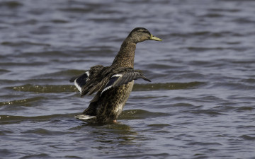 Картинка животные утки утка крылья вода озеро природа