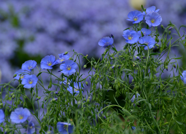 Обои картинки фото цветы, голубые, ленок, синие