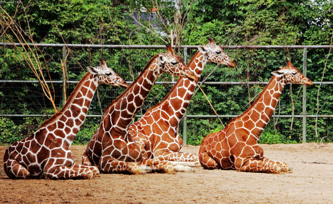 Обои картинки фото животные, жирафы, дикие, лето, фотоохота, кёльн-зоопарк