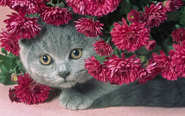 Обои картинки фото животные, коты, пухлый, котик, серый, кот, цветы, сереневые, красивый