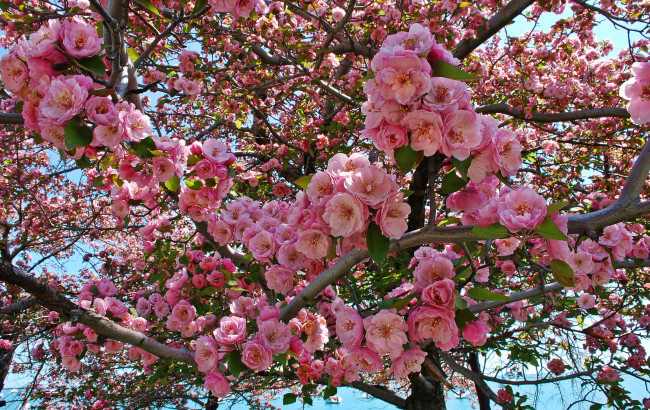 Обои картинки фото цветы, цветущие деревья ,  кустарники, красота