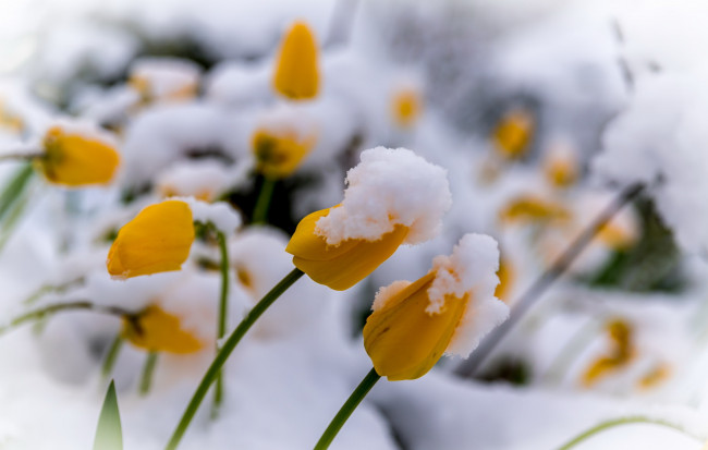 Обои картинки фото цветы, тюльпаны, снег