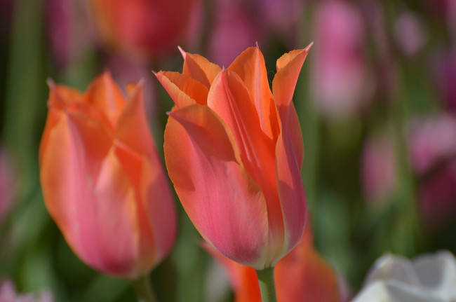 Обои картинки фото цветы, тюльпаны, весна, природа